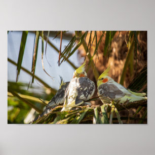 Pair of Cockatiels Poster
