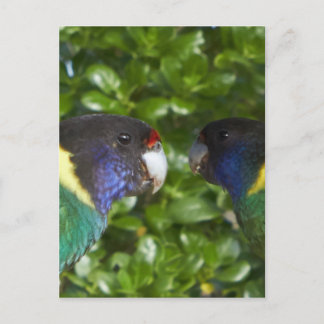 Pair of cocky's 28's postcard