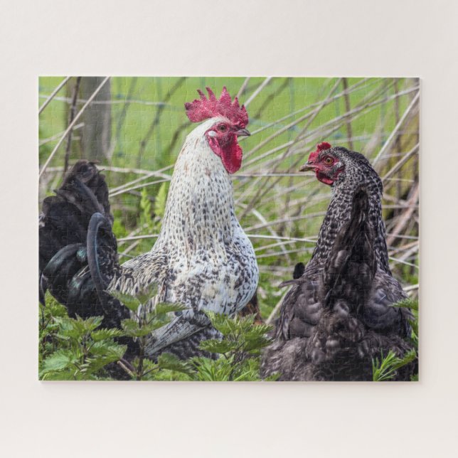 pair of colourful cockerels jigsaw puzzle (Horizontal)