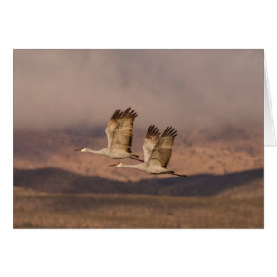 Pair of Cranes in the New Mexico Skies