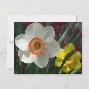 Pair of Daffodils Pink and Yellow Spring Flowers