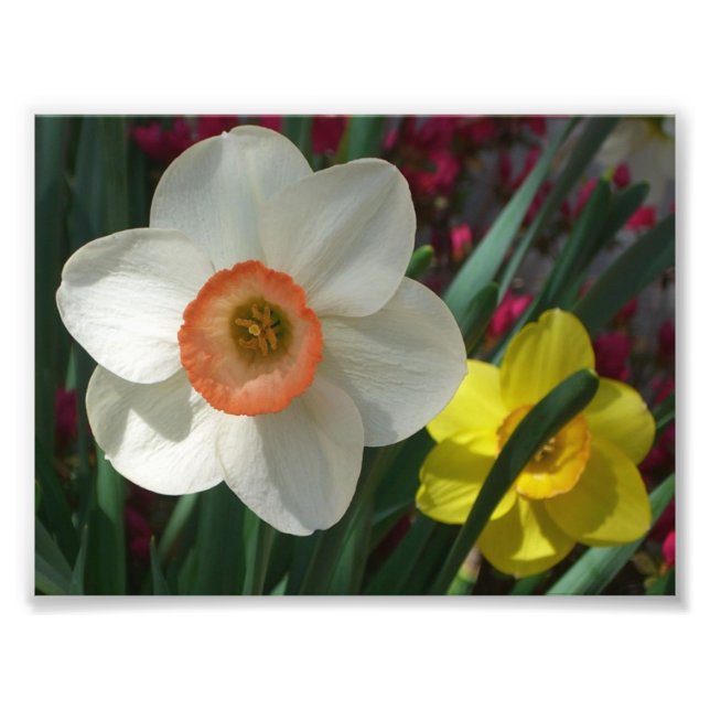 Pair of Daffodils Pink and Yellow Spring Flowers Photo Print (Front)