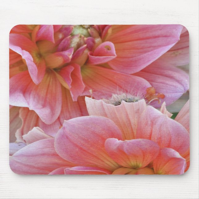 Pair of Dahlia flowers, Dahlia spp. , Mouse Pad (Front)