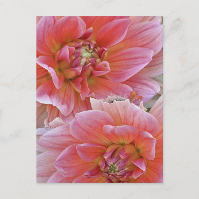 Pair of Dahlia flowers, Dahlia spp. , Postcard (Front)
