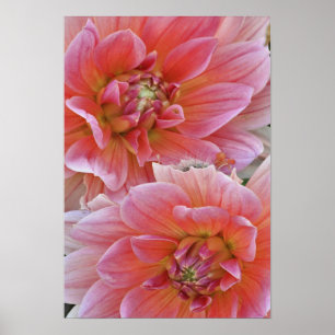 Pair of Dahlia flowers, Dahlia spp. , Poster