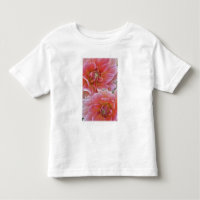 Pair of Dahlia flowers, Dahlia spp. ,