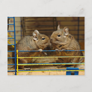 Pair of Degus at the Cage Door Postcard