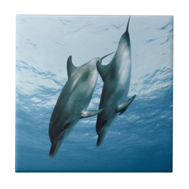 Pair of Dolphins Ceramic Tile (Front)
