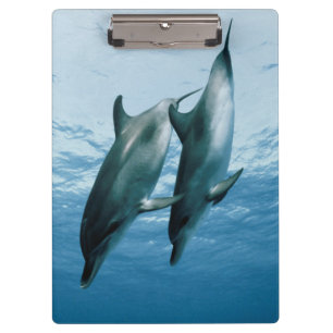 Pair of Dolphins Clipboard