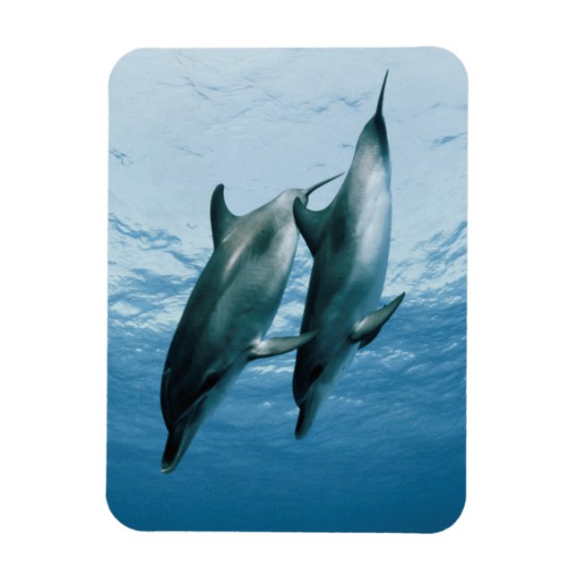 Pair of Dolphins Magnet (Vertical)
