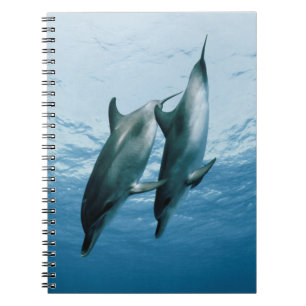Pair of Dolphins Notebook