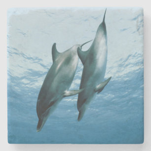 Pair of Dolphins Stone Coaster