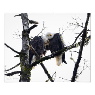 Pair of Eagles Having Fun! Photo Print