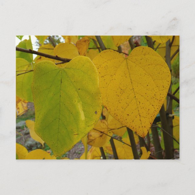 Pair of Fall Redbud Leaves Autumn Photography Postcard (Front)