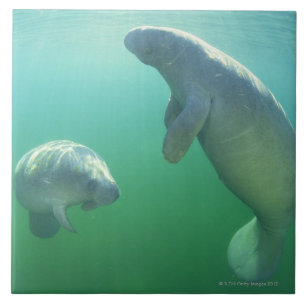 Pair of florida manatees swimming ceramic tile