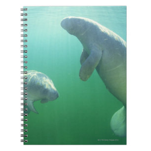 Pair of florida manatees swimming notebook