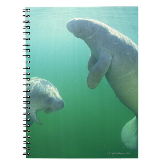 Pair of florida manatees swimming notebook (Front)