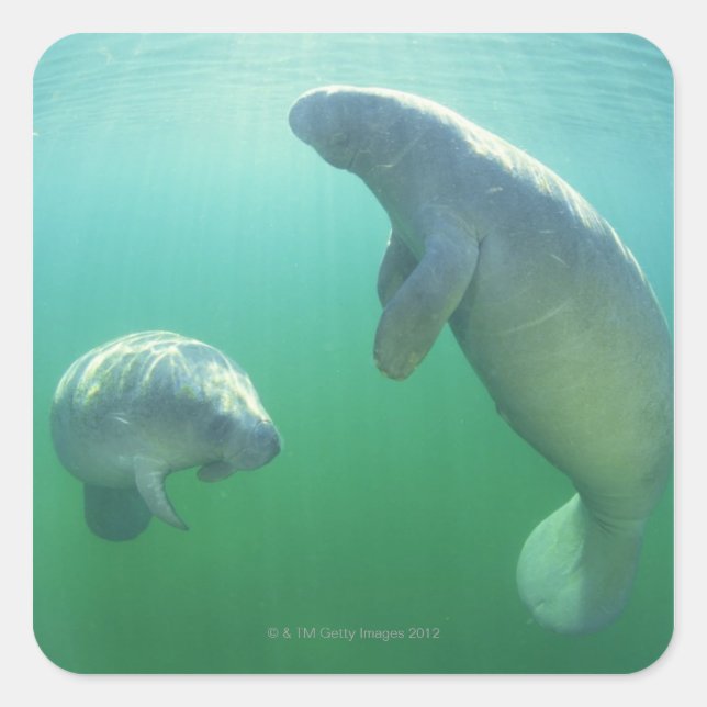 Pair of florida manatees swimming square sticker (Front)