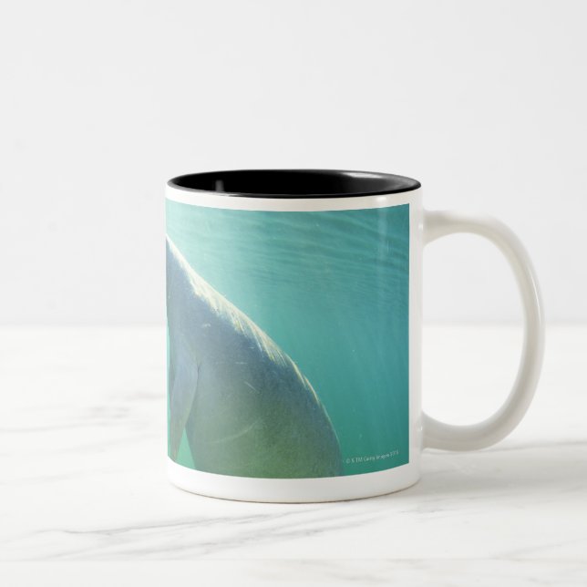 Pair of florida manatees swimming Two-Tone coffee mug (Right)