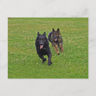 Pair of German Shepherds Postcard