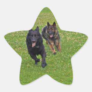 Pair of German Shepherds Star Sticker