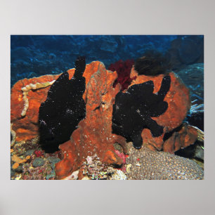Pair of Giant Frogfish Poster