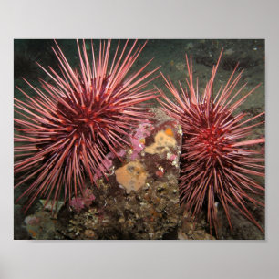 Pair of Giant Red Sea Urchins Fine Art Prints