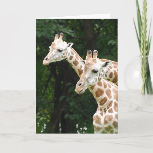 Pair of Giraffes  Greeting Cards (Front)