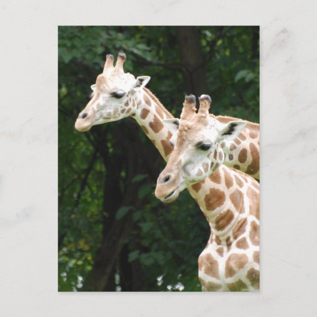 Pair of Giraffes  Postcard (Front)