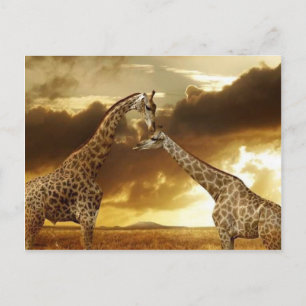 Pair of Giraffes Postcard