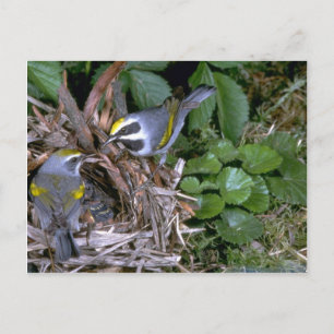 Pair of Golden-winged Warblers with nest Postcard