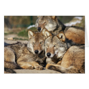 pair of grey wolves