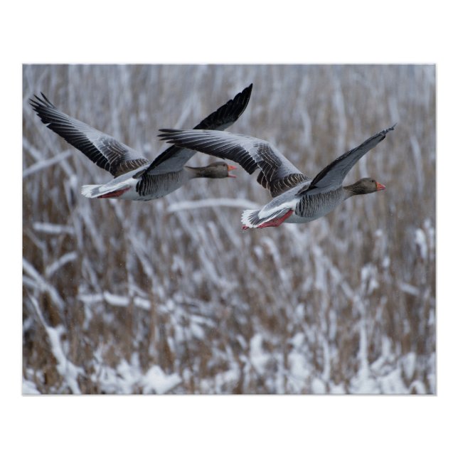 Pair of greylag geese flying in snow poster (Front)