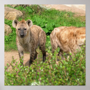 Pair of Hyenas Poster