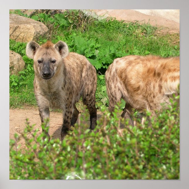 Pair of Hyenas Poster (Front)