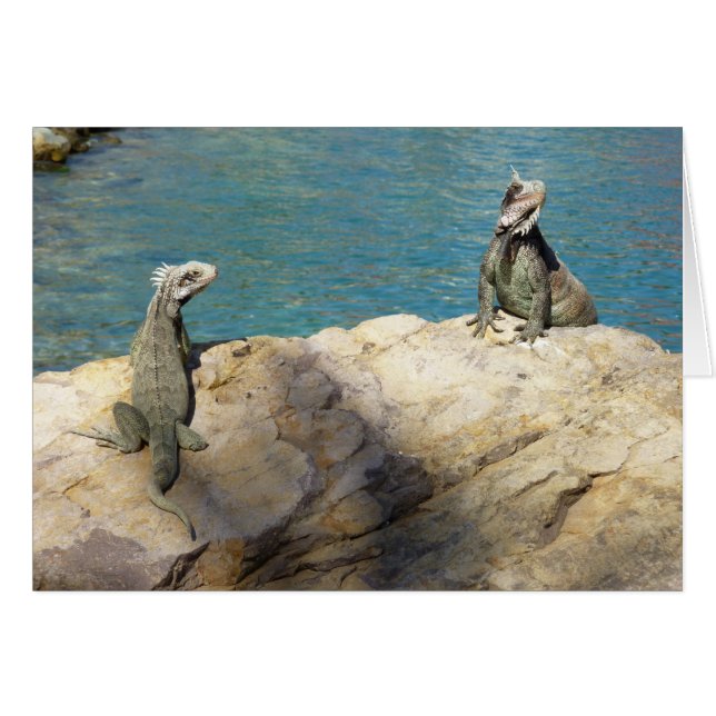 Pair of Iguanas Tropical Wildlife Photography (Front Horizontal)