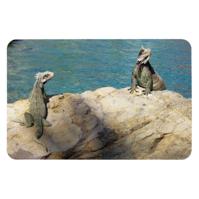 Pair of Iguanas Tropical Wildlife Photography Magnet (Horizontal)