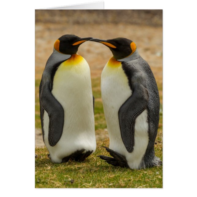 Pair of King Penguins, Falklands (Front)