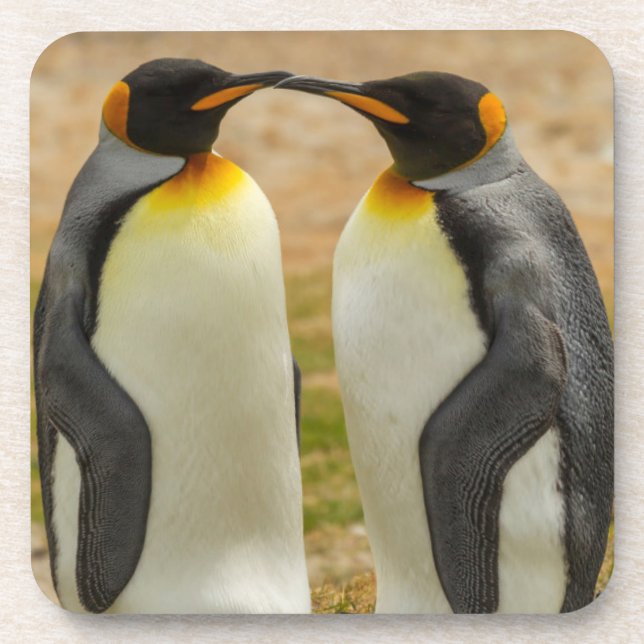 Pair of King Penguins, Falklands Coaster (Front)