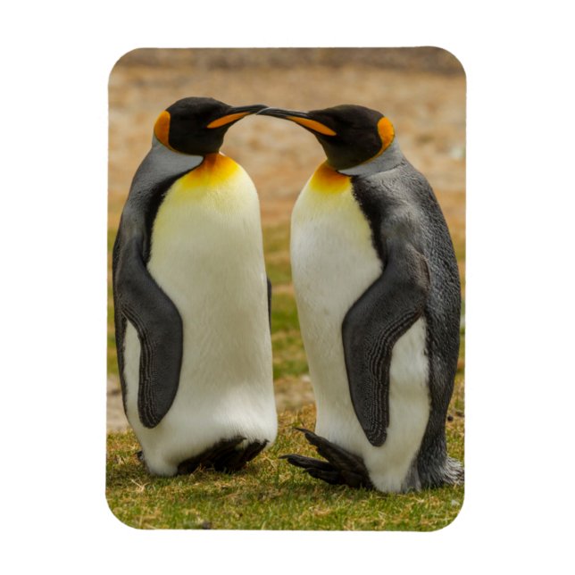 Pair of King Penguins, Falklands Magnet (Vertical)