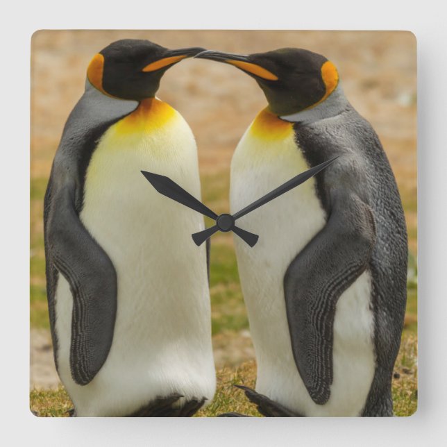 Pair of King Penguins, Falklands Square Wall Clock (Front)
