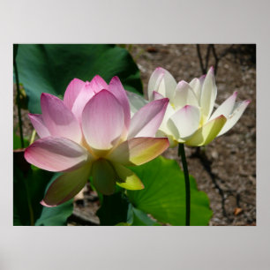 Pair of Lotus Flowers I Poster