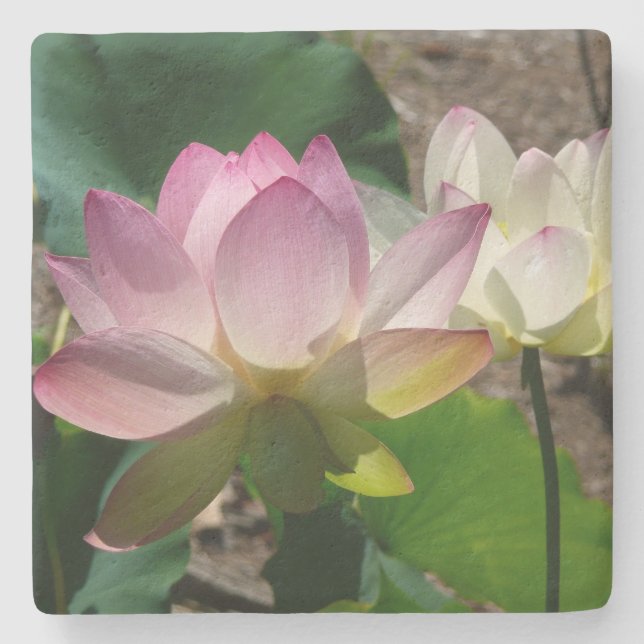 Pair of Lotus Flowers I Stone Coaster (Front)
