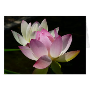 Pair of Lotus Flowers II