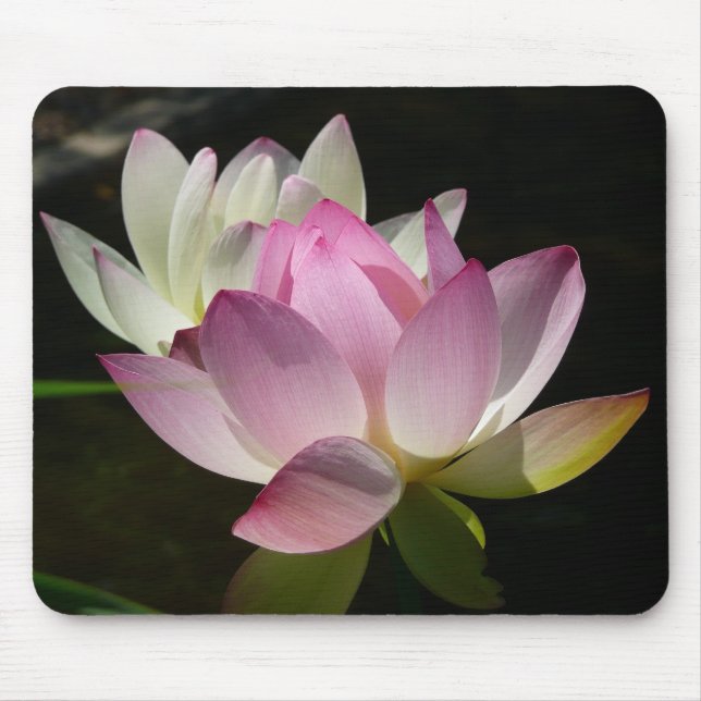 Pair of Lotus Flowers II Mouse Pad (Front)