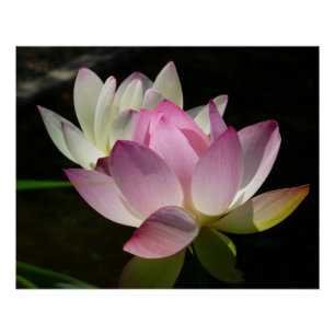 Pair of Lotus Flowers II Poster