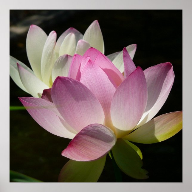 Pair of Lotus Flowers II Poster (Front)