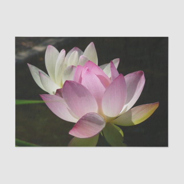 Pair of Lotus Flowers II Tissue Paper (Front)