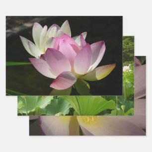 Pair of Lotus Flowers II Wrapping Paper Sheet