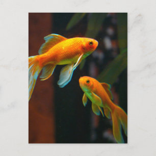 Pair of Lucky Goldfish Postcard